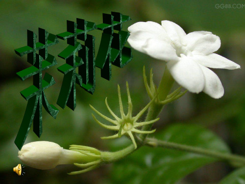 茉莉花2