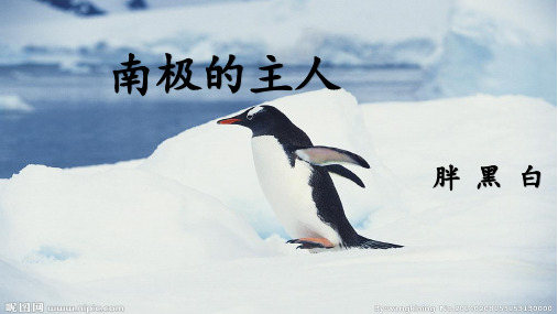 最新苏教版一年级语文下册《文  15 南极的主人》研讨课课件_6