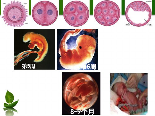 细胞有丝分裂