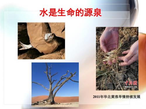 植物的水分代谢
