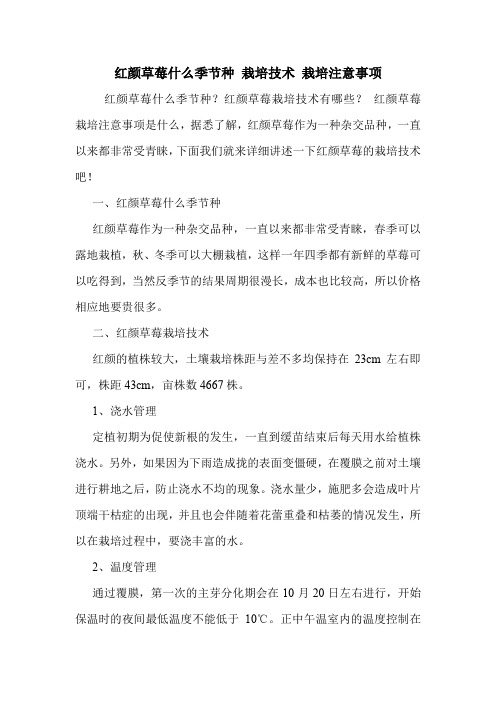 红颜草莓什么季节种 栽培技术 栽培注意事项.doc