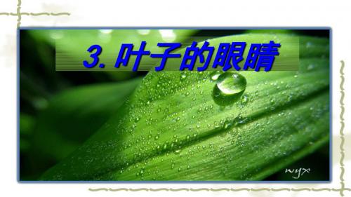 最新2019年整理新版一年级下册《第3课叶子的眼睛》课件