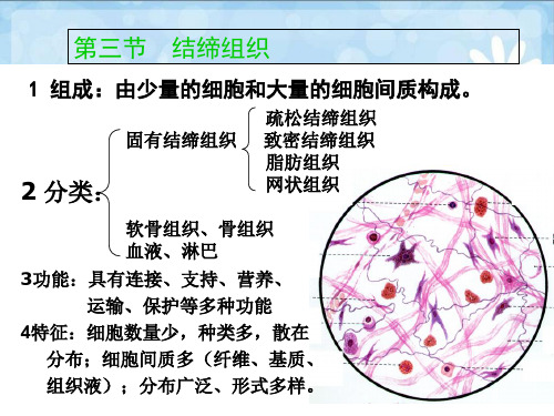 第三节--结缔组织知识讲解