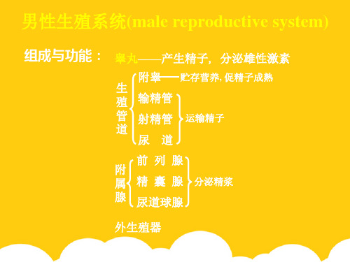 男性生殖系统(maleppt实用资料