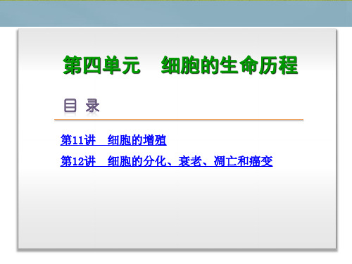 高考生物一轮复习 第4单元 细胞的生命历程课件 新人教版