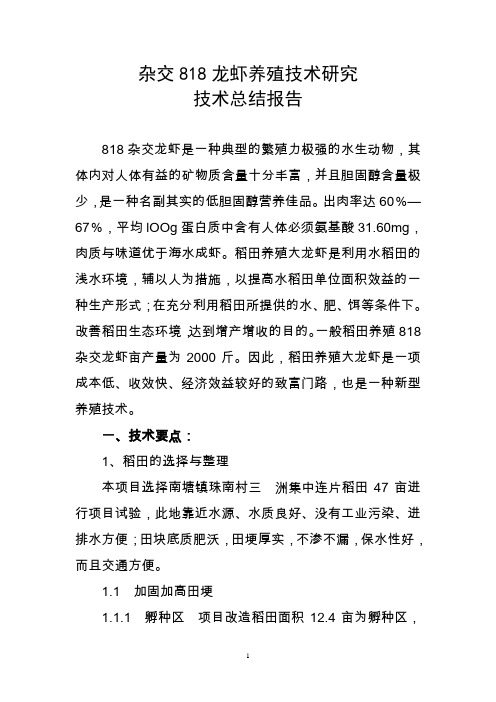 杂交818龙虾养殖技术研究技术总结