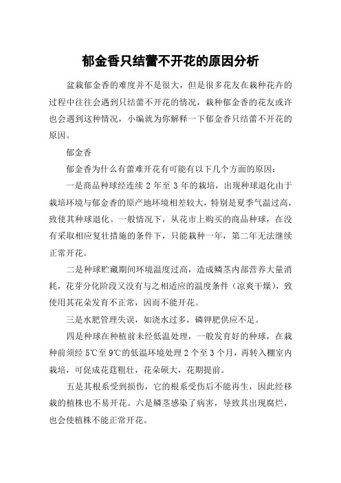 郁金香只结蕾不开花的原因分析