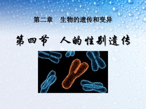 《人的性别遗传》生物的遗传和变异PPT课件 (共14张PPT)