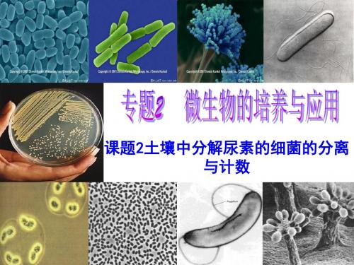 土壤中分解尿素的细菌的分离与计数