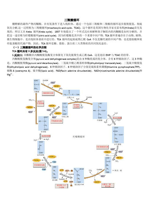 三羧酸循环过程