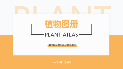 广东湛江常见苗木图册
