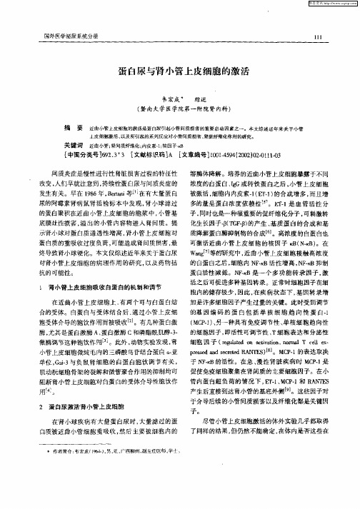 蛋白尿与肾小管上皮细胞的激活