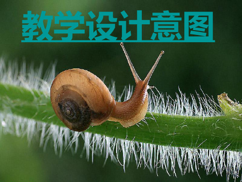 《蜗牛慢条斯理的生活》教案语文ppt