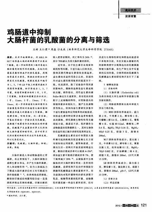 鸡肠道中抑制大肠杆菌的乳酸菌的分离与筛选
