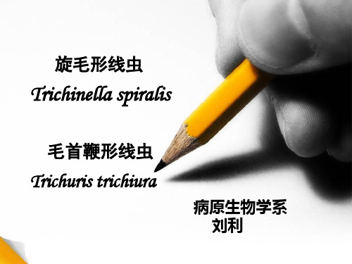 旋毛虫