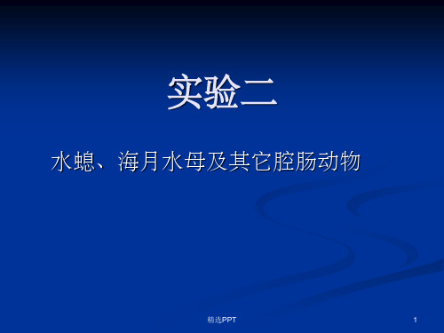 《动物学实验二水螅》PPT课件