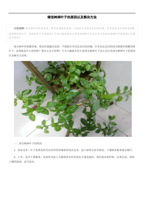 绿宝树掉叶子的原因以及解决方法