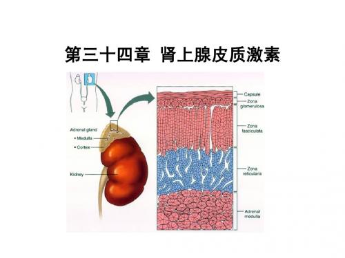 肾上腺皮质激素
