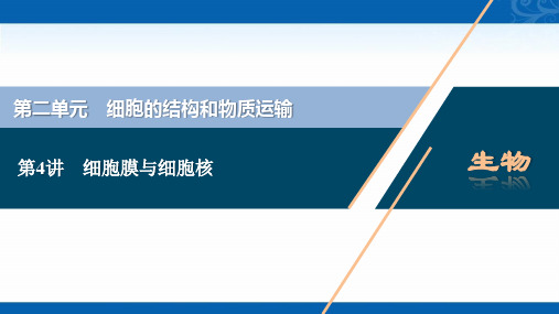 2022新高考新教材生物人教版总复习课件-第二单元-细胞膜与细胞核