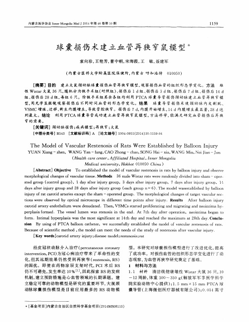 球囊损伤术建立血管再狭窄鼠模型