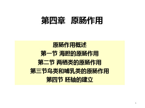发育生物学第四章原肠作用PPT课件