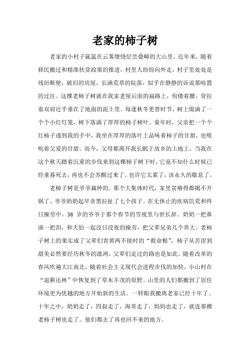 老家的柿子树