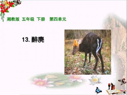 五年级语文上册第四单元醉麂PPT课件3湘教版