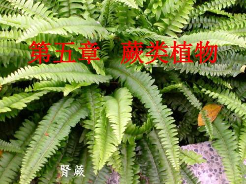 生物奥赛培训：蕨类植物(96张PPT)