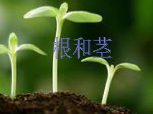 科学根和茎
