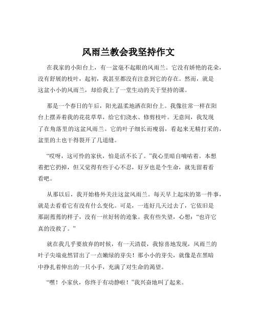 风雨兰教会我坚持作文
