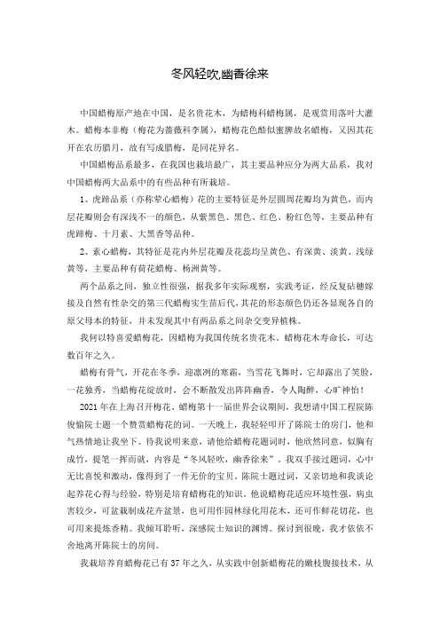 冬风轻吹,幽香徐来