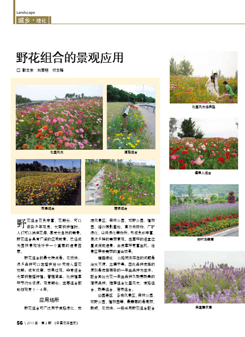野花组合的景观应用
