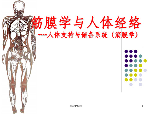 中医学理论筋膜学与人体经络ppt课件