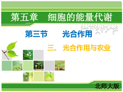 高中生物必修1《第4章细胞的能量代谢第2节能量的获得三光合作用与农业》20北师大PPT课件