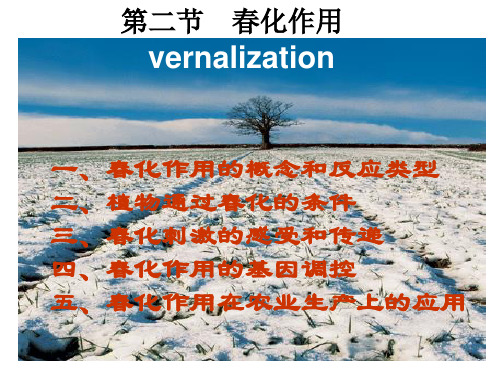 春化作用的概念和反应类型