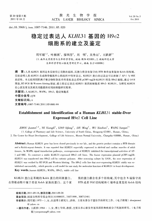 稳定过表达人KLHL31基因的H9c2细胞系的建立及鉴定