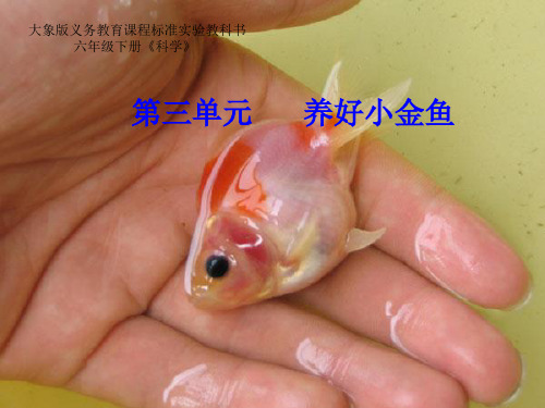 揭开金鱼死亡之谜(课件)