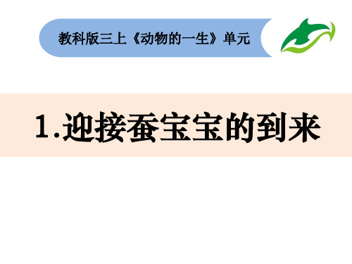 三年级下册科学精美课件-《迎接蚕宝宝的到来》 教科版