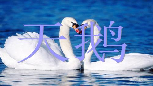 长春小学语文六年级下册《3.1天鹅》PPT课件 (2)