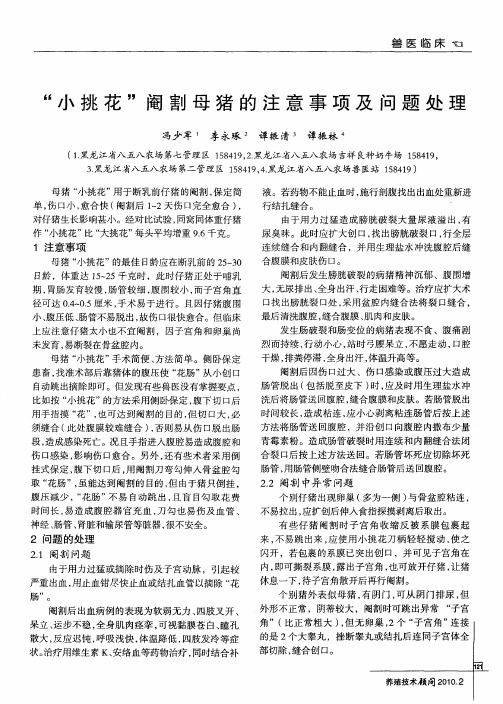 “小挑花”阉割母猪的注意事项及问题处理