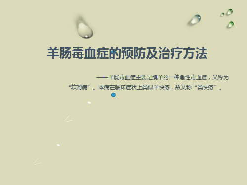 羊肠毒血症的预防及治疗方法