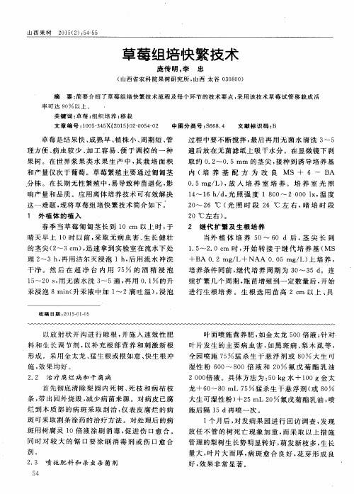 草莓组培快繁技术