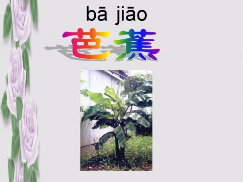 20芭蕉花