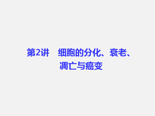 高考生物 一轮复习 第4单元 细胞的生命历程(含减数分裂与受精作用)第2讲 减数分裂和受精作用