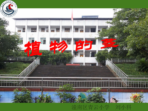 植物的茎