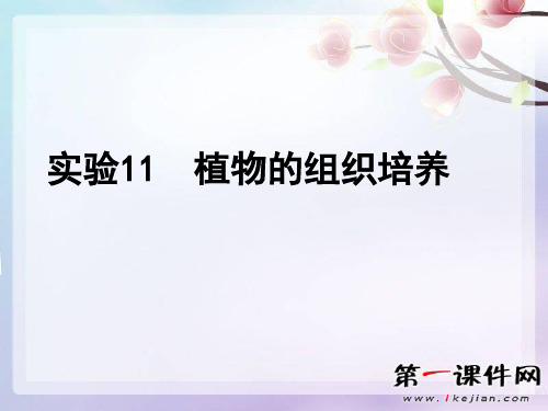 实验十一 植物的组织培养ppt-浙科版选修1PPT课件
