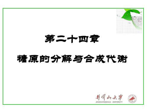 第二十四章 糖原的分解与合成代谢