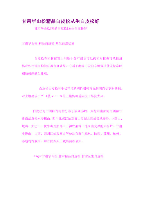 甘肃华山松精品白皮松丛生白皮松好