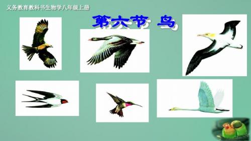 人教版八上《鸟》课件