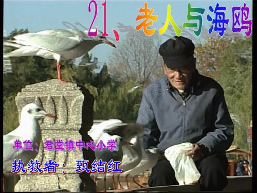 老人与海鸥_甄结红